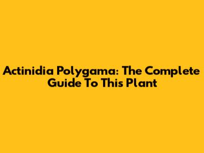 Actinidia Polygama: The Complete Guide To This Plant
