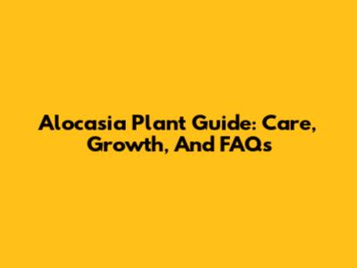 Alocasia Plant Guide: Care, Growth, And FAQs