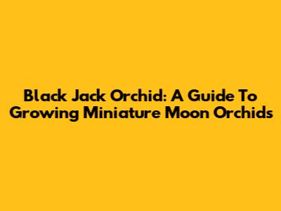Black Jack Orchid: A Guide To Growing Miniature Moon Orchids