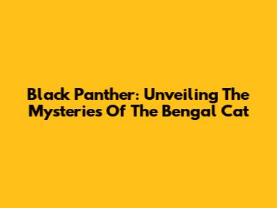 Black Panther: Unveiling The Mysteries Of The Bengal Cat