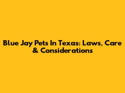 Blue Jay Pets In Texas: Laws, Care & Considerations