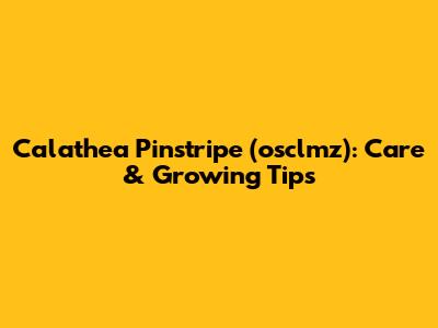 Calathea Pinstripe (osclmz): Care & Growing Tips
