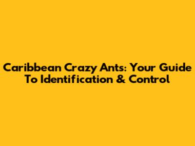 Caribbean Crazy Ants: Your Guide To Identification & Control
