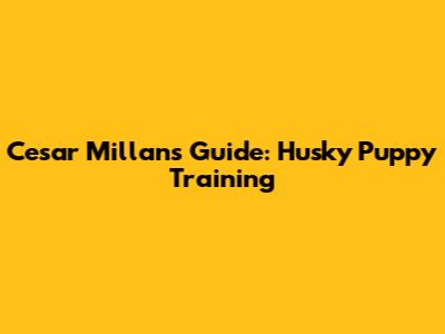 Cesar Millan's Guide: Husky Puppy Training