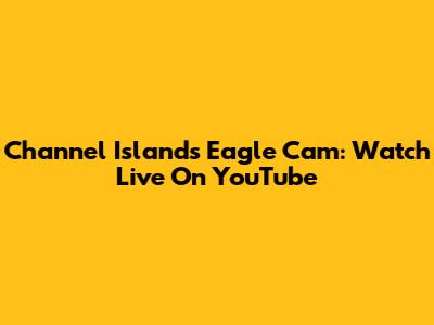 Channel Islands Eagle Cam: Watch Live On YouTube