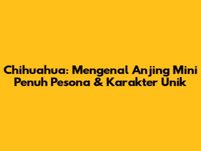 Chihuahua: Mengenal Anjing Mini Penuh Pesona & Karakter Unik