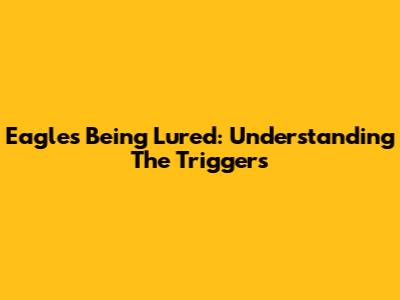 Eagles Being Lured: Understanding The Triggers