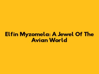 Elfin Myzomela: A Jewel Of The Avian World