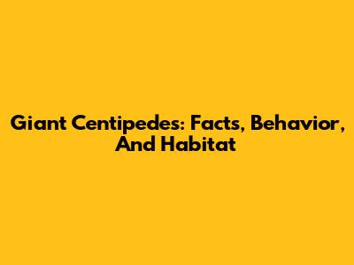 Giant Centipedes: Facts, Behavior, And Habitat