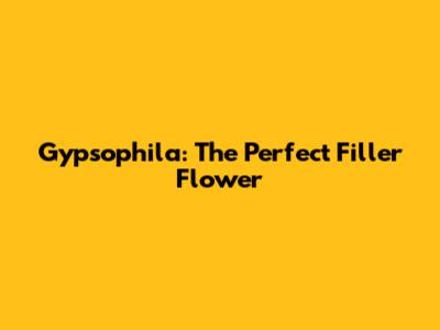 Gypsophila: The Perfect Filler Flower