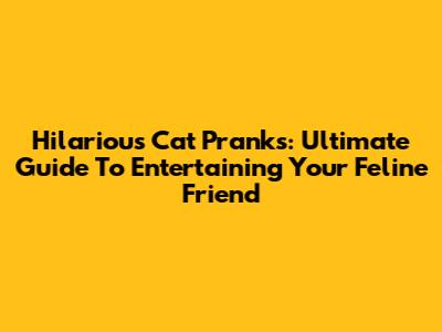 Hilarious Cat Pranks: Ultimate Guide To Entertaining Your Feline Friend