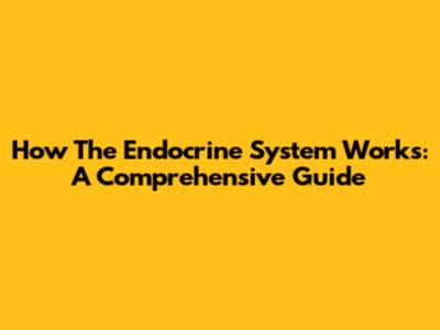 How The Endocrine System Works: A Comprehensive Guide