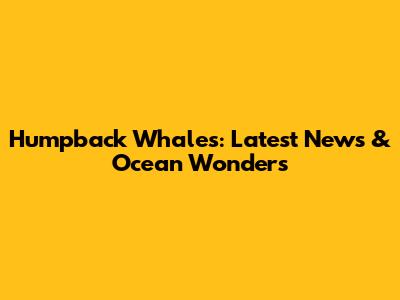 Humpback Whales: Latest News & Ocean Wonders