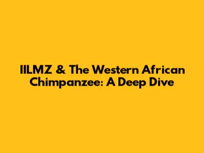 IILMZ & The Western African Chimpanzee: A Deep Dive