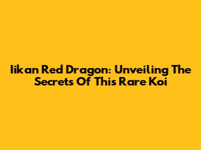 Iikan Red Dragon: Unveiling The Secrets Of This Rare Koi