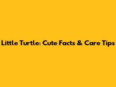 Little Turtle: Cute Facts & Care Tips