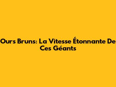 Ours Bruns: La Vitesse Étonnante De Ces Géants