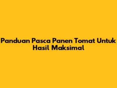 Panduan Pasca Panen Tomat Untuk Hasil Maksimal
