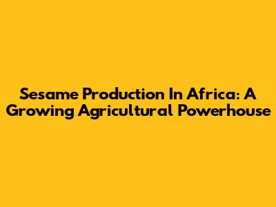 Sesame Production In Africa: A Growing Agricultural Powerhouse