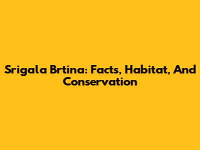 Srigala Brtina: Facts, Habitat, And Conservation