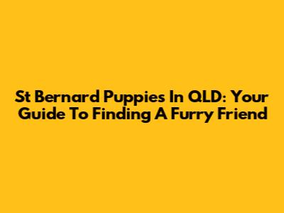 St Bernard Puppies In QLD: Your Guide To Finding A Furry Friend