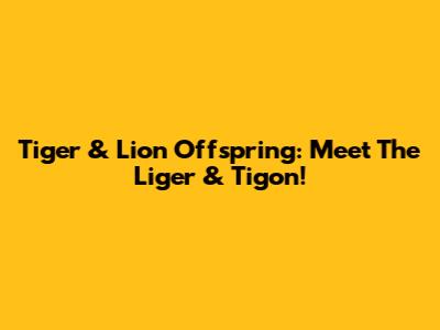 Tiger & Lion Offspring: Meet The Liger & Tigon!