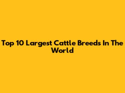 Top 10 Largest Cattle Breeds In The World
