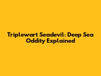 Triplewart Seadevil: Deep Sea Oddity Explained