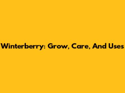 Winterberry: Grow, Care, And Uses